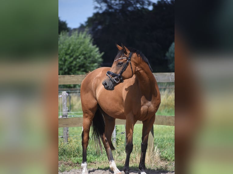 Other Breeds Mare 10 years 15.2 hh Brown in Achtmaal