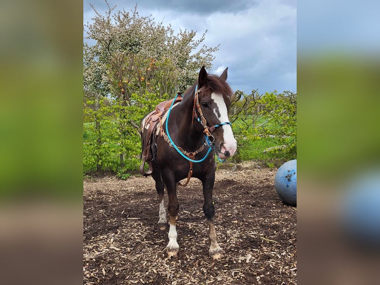 Other Breeds Mare 10 years 15,2 hh Chestnut in Linkenbach