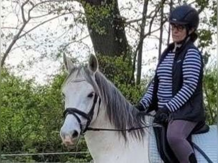 Other Breeds Mare 10 years 15,2 hh Gray-Dapple in Scharbeutz