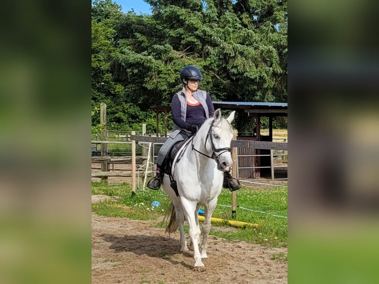 Other Breeds Mare 10 years 15,2 hh Gray-Dapple in Scharbeutz