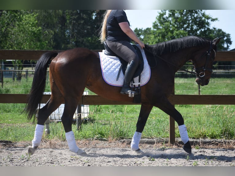 Other Breeds Mare 10 years 15.2 hh  in Achtmaal