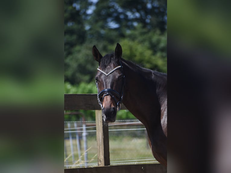 Other Breeds Mare 10 years 15.2 hh  in Achtmaal