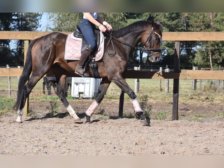 Other Breeds Mare 10 years 15.3 hh Bay-Dark in Achtmaal