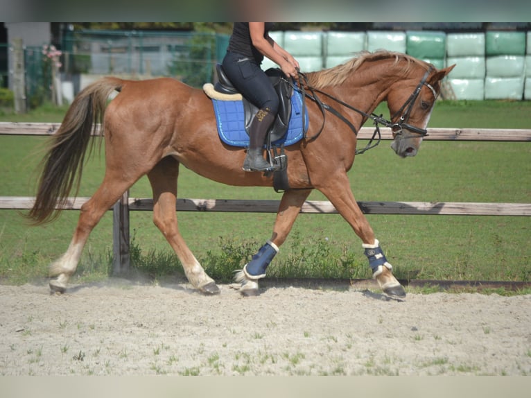 Other Breeds Mare 10 years 15,3 hh Chestnut-Red in breda