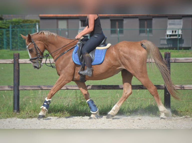 Other Breeds Mare 10 years 15,3 hh Chestnut-Red in breda