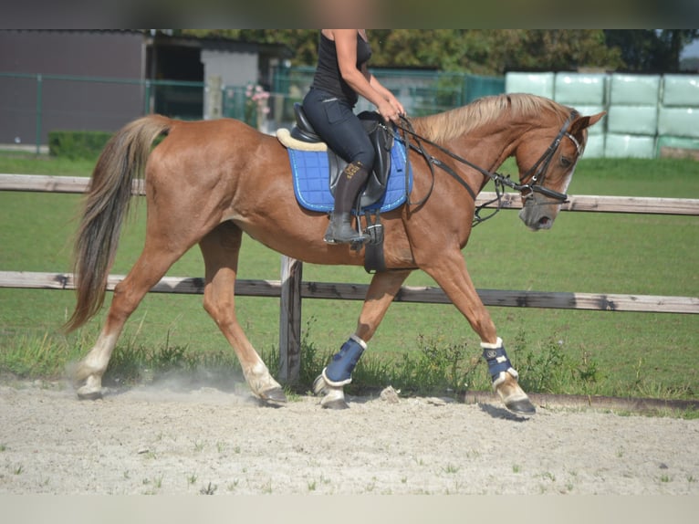 Other Breeds Mare 10 years 15,3 hh Chestnut-Red in Rijkevorsel