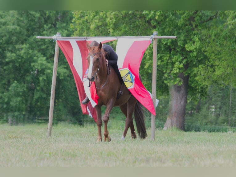 Other Breeds Mare 10 years 15 hh Chestnut-Red in Ribbesbüttel