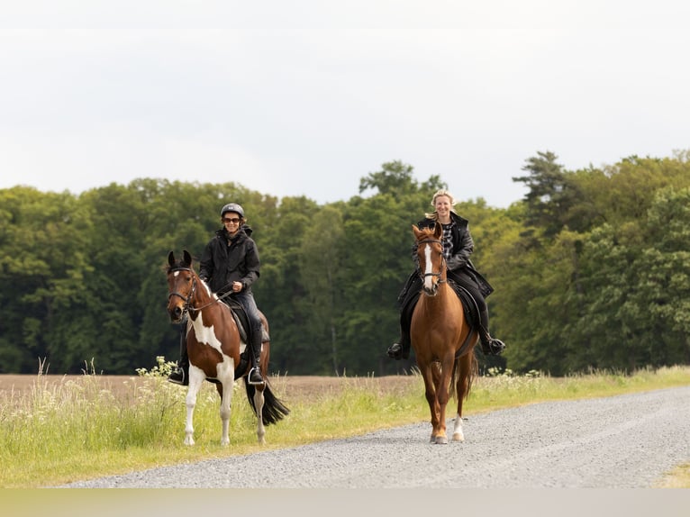 Other Breeds Mare 10 years 15 hh Chestnut-Red in Ribbesbüttel