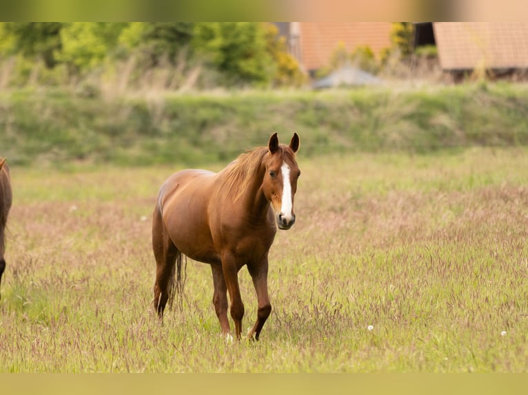 Other Breeds Mare 10 years 15 hh Chestnut-Red in Ribbesbüttel