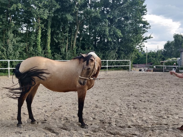 Other Breeds Mare 10 years 15 hh Dun in Witten