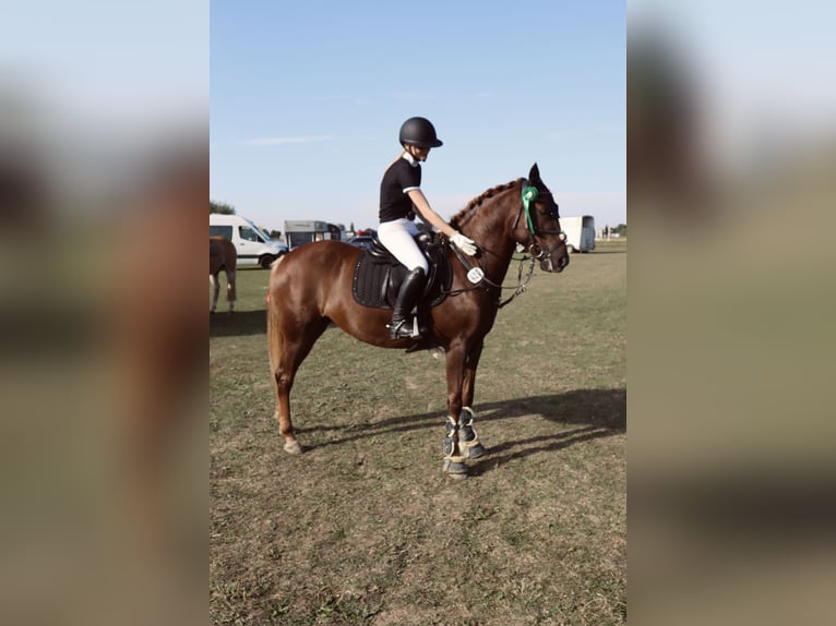 Other Breeds Mare 10 years 15,1 hh Chestnut in Langenberg