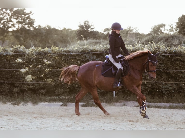 Other Breeds Mare 10 years 15,1 hh Chestnut in Langenberg