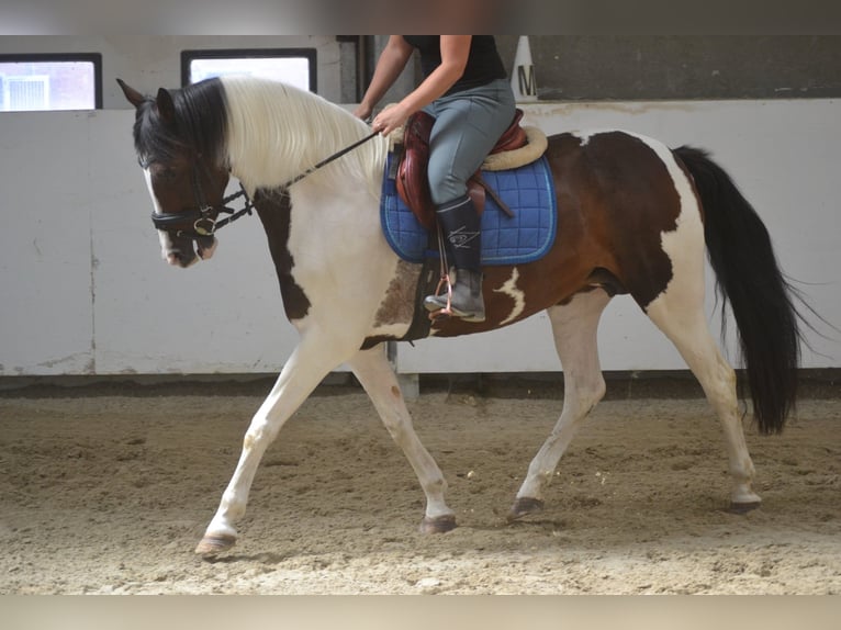 Other Breeds Mare 10 years 15,1 hh Pinto in Breda