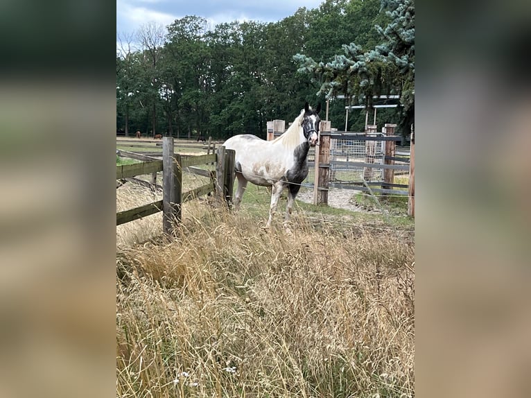 Other Breeds Mix Mare 10 years 16,1 hh Pinto in Vohenstrauß
