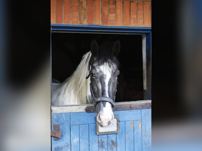 Other Breeds Mix Mare 10 years 16,1 hh Pinto in Vohenstrauß