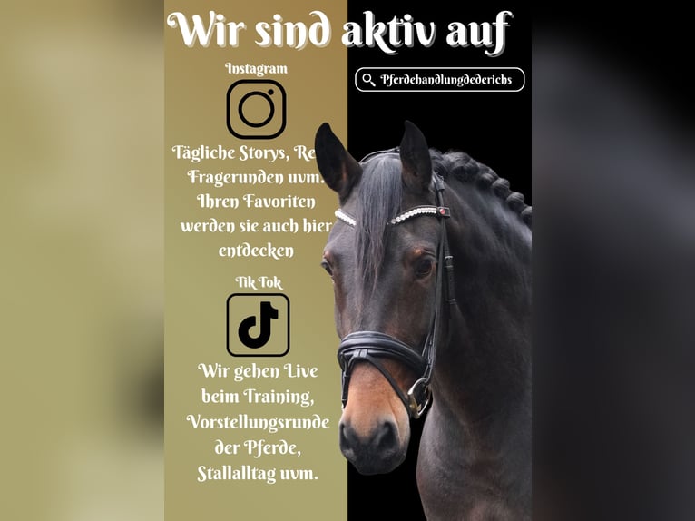 Other Breeds Mare 10 years 16 hh Bay-Dark in Nettersheim