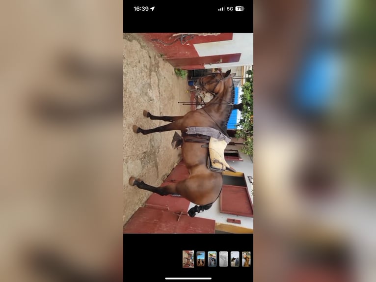 Other Breeds Mare 10 years 16 hh Brown in Sevilla