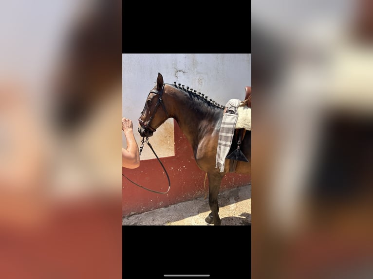 Other Breeds Mare 10 years 16 hh Brown in Sevilla