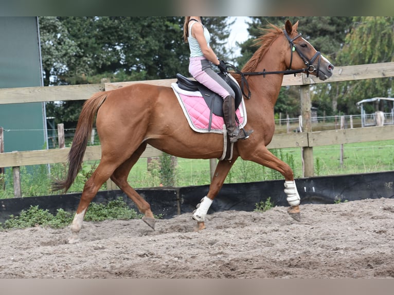 Other Breeds Mare 10 years 16 hh Chestnut-Red in Achtmaal