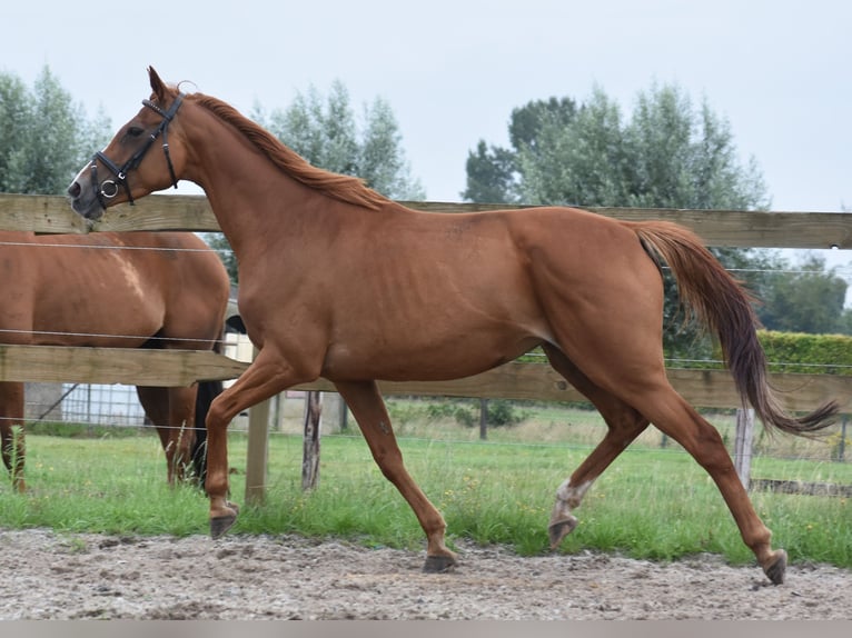 Other Breeds Mare 10 years 16 hh Chestnut-Red in Achtmaal