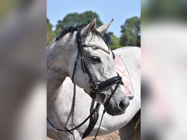 Other Breeds Mare 10 years 16 hh Gray in Achtmaal