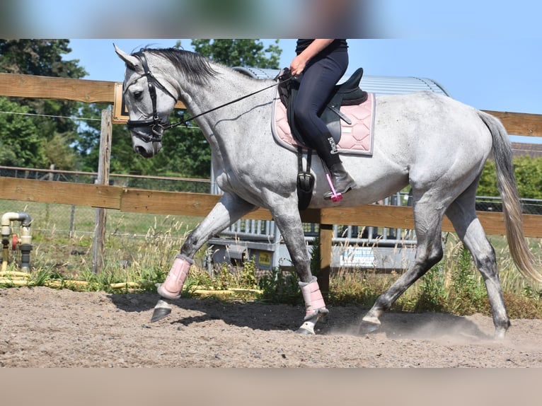Other Breeds Mare 10 years 16 hh Gray in Achtmaal