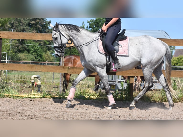 Other Breeds Mare 10 years 16 hh Gray in Achtmaal