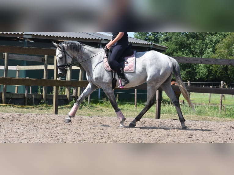 Other Breeds Mare 10 years 16 hh Gray in Achtmaal