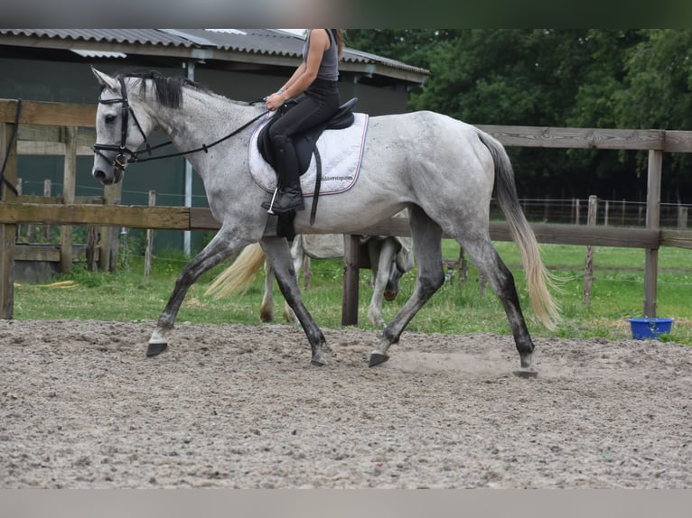 Other Breeds Mare 10 years 16 hh Gray in Achtmaal