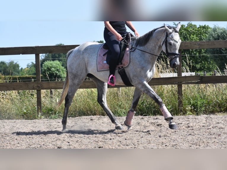 Other Breeds Mare 10 years 16 hh Gray in Achtmaal