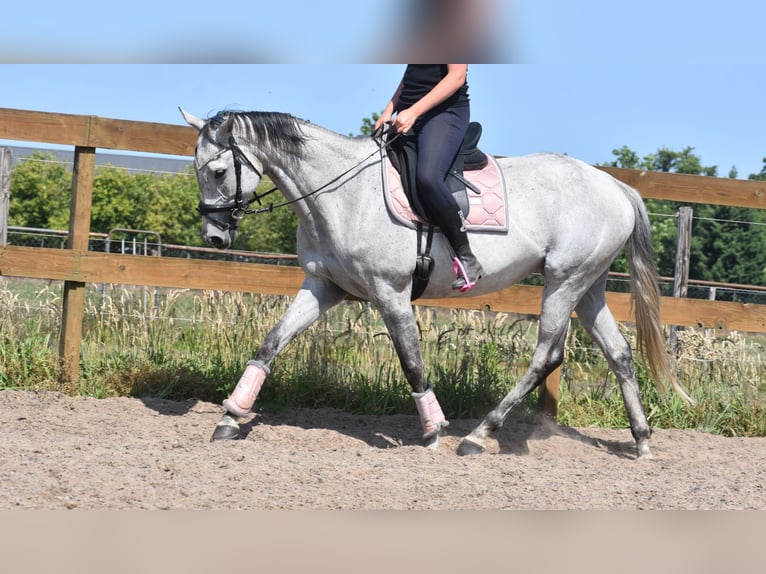 Other Breeds Mare 10 years 16 hh Gray in Achtmaal