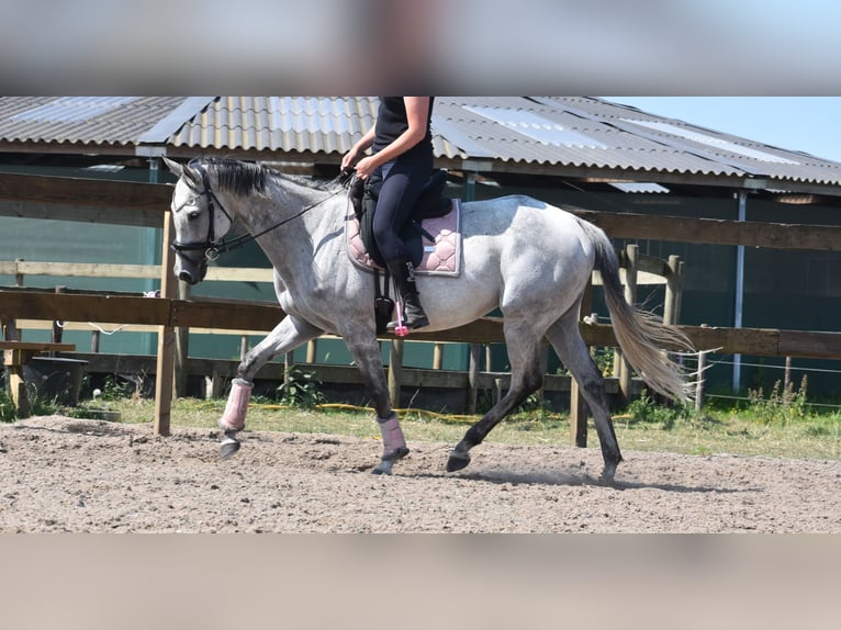 Other Breeds Mare 10 years 16 hh Gray in Achtmaal