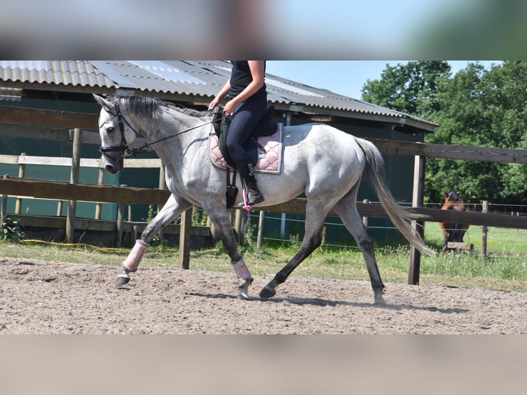 Other Breeds Mare 10 years 16 hh Gray in Achtmaal