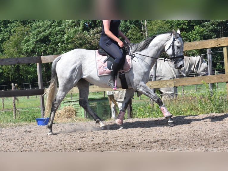 Other Breeds Mare 10 years 16 hh Gray in Achtmaal