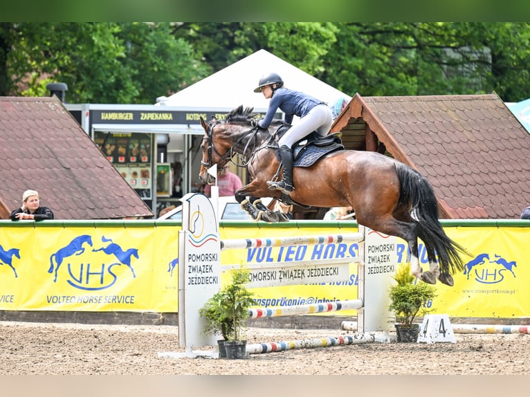 Other Breeds Mare 10 years 16,1 hh Bay in Sędzice