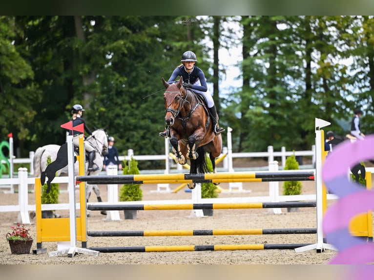 Other Breeds Mare 10 years 16,1 hh Bay in Sędzice