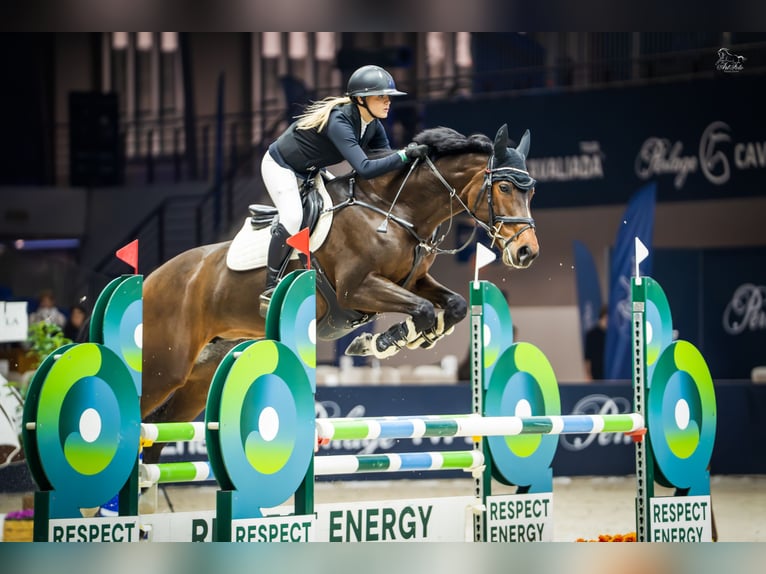 Other Breeds Mare 10 years 16,1 hh Bay in Sędzice