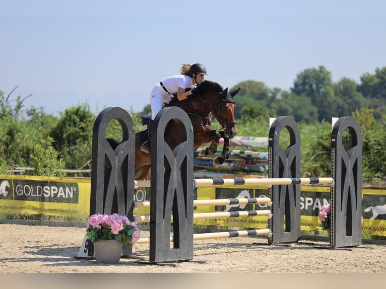 Other Breeds Mare 10 years 17 hh Brown-Light in Campi Bisenzio