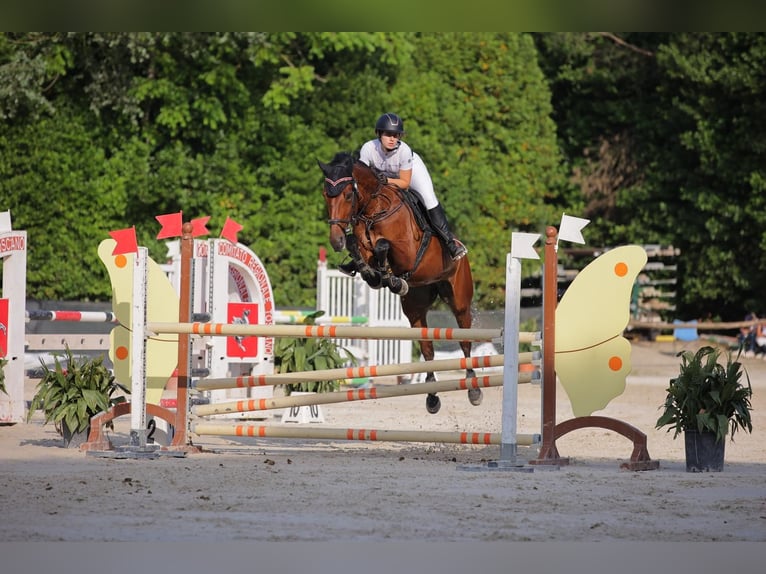 Other Breeds Mare 10 years 17 hh Brown-Light in Campi Bisenzio