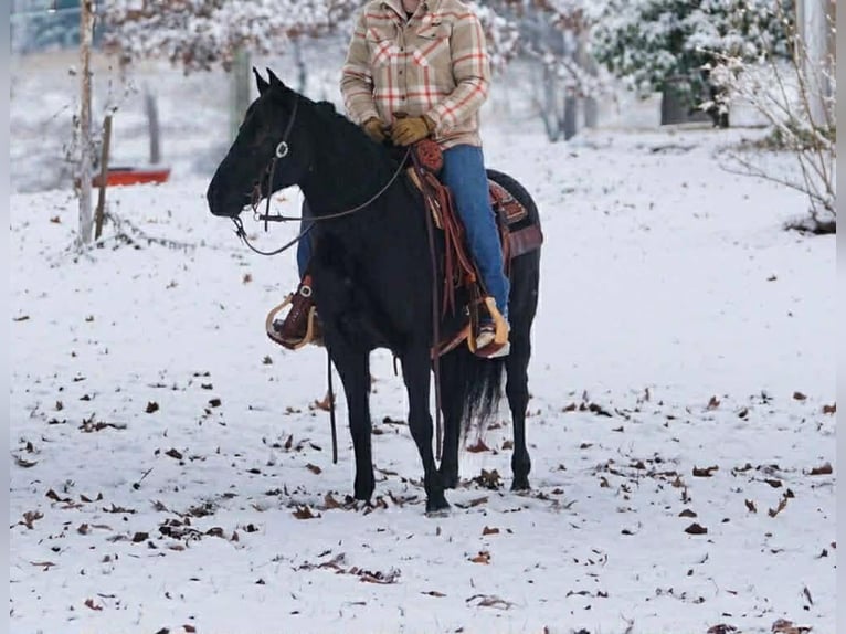 Other Breeds Mare 10 years Black in Rineyville, KY