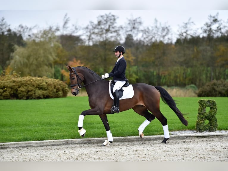 Other Breeds Mare 10 years Brown in Fontaine-l&#39;Abbé