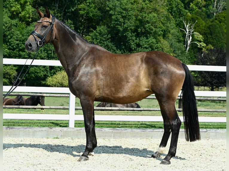 Other Breeds Mare 10 years Brown in Fontaine-l&#39;Abbé