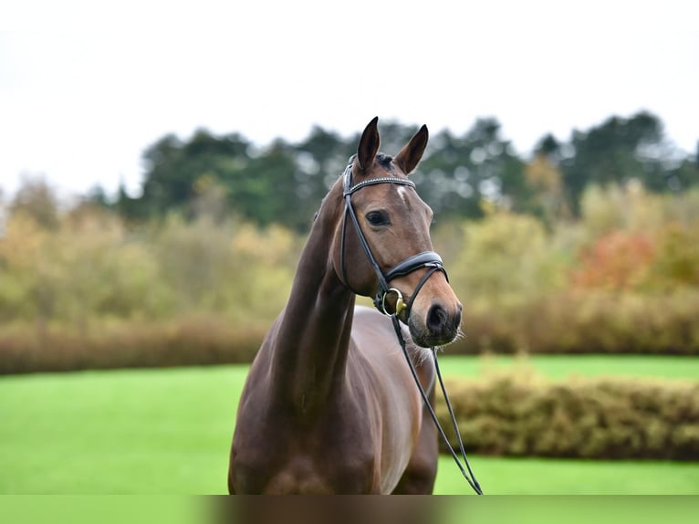 Other Breeds Mare 10 years Brown in Fontaine-l&#39;Abbé