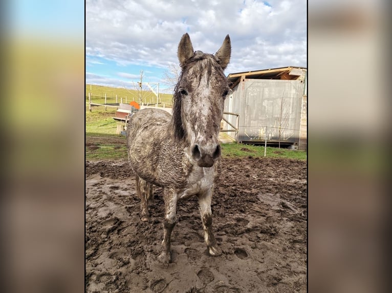 Other Breeds Mix Mare 11 years 12,2 hh Gray-Fleabitten in Schörfling
