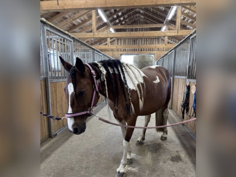 Other Breeds Mix Mare 11 years 13.1 hh Pinto in Gutau