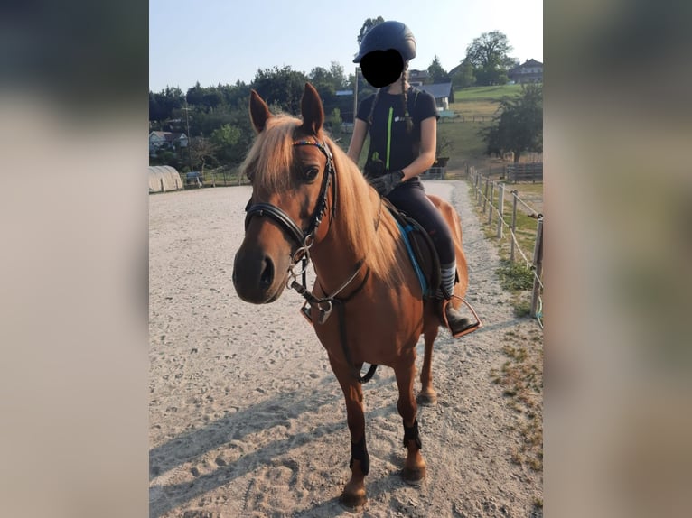 Other Breeds Mix Mare 11 years 13,2 hh Chestnut-Red in Villach