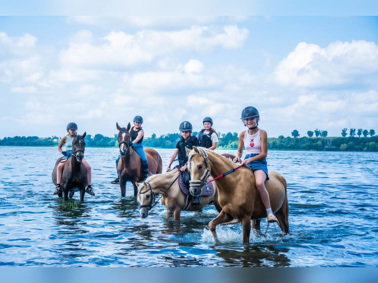 Other Breeds Mare 11 years 13.2 hh Palomino in Żnin