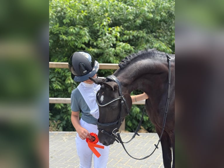 Other Breeds Mare 11 years 13,1 hh Black in Heeswijk-Dinther