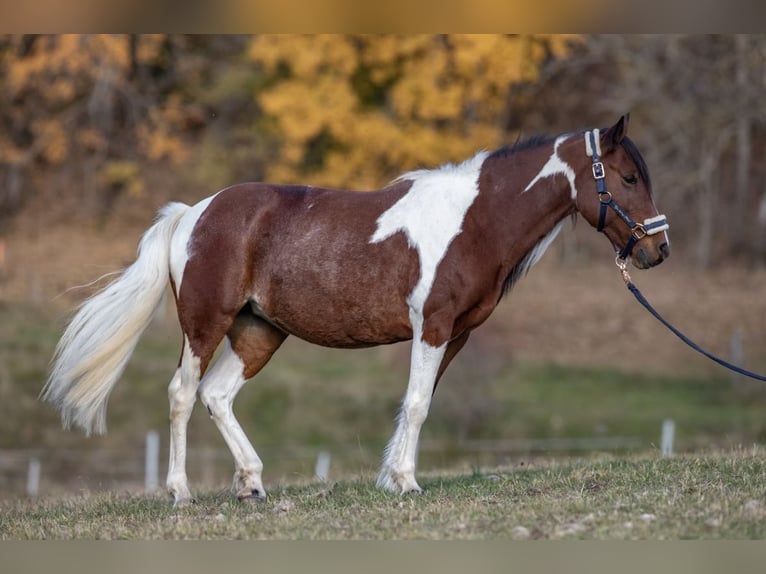 Other Breeds Mix Mare 11 years 13,1 hh Pinto in Gutau