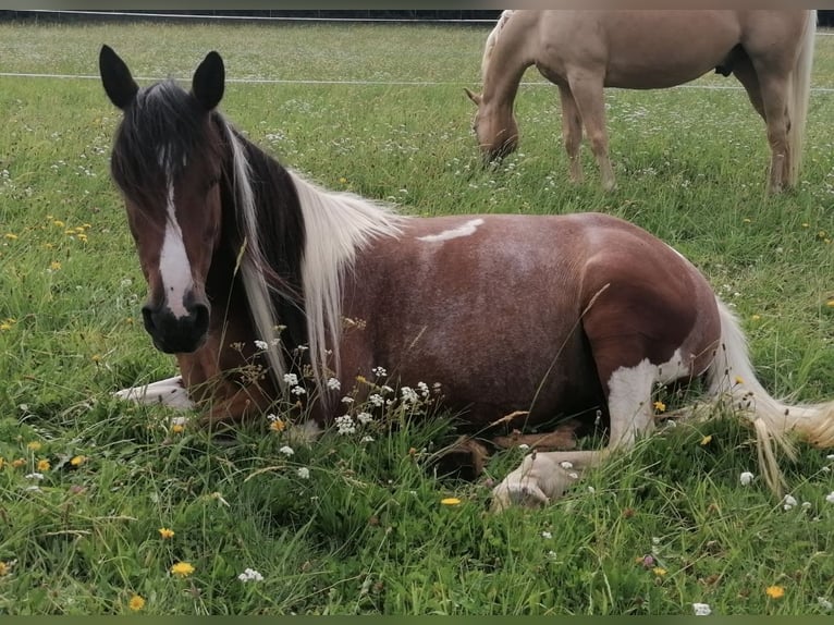 Other Breeds Mix Mare 11 years 13,1 hh Pinto in Gutau
